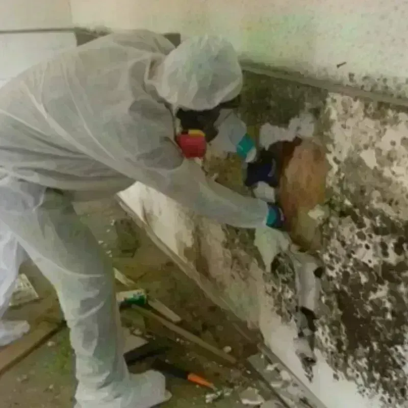 Mold Remediation and Removal in Lansing, MI